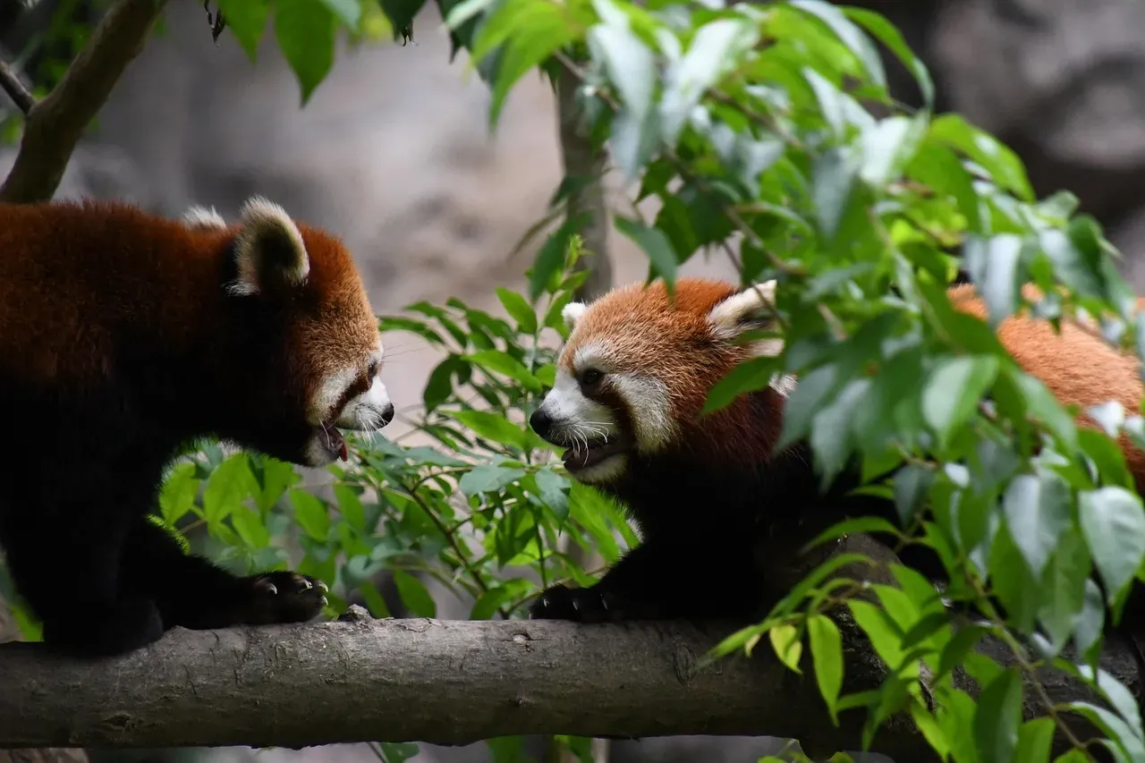 What This Means for Animal Welfare, Conservation, and Our Own Humanity (Image Credits: Pixabay)