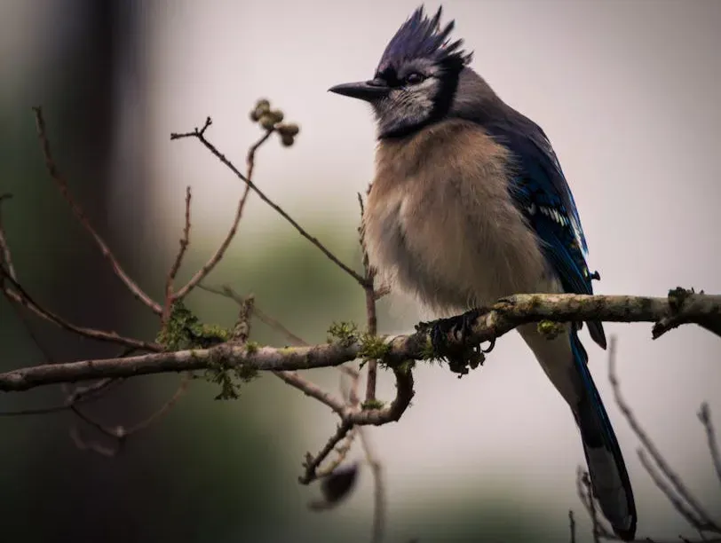 The Gut as a Window Into Wildlife Health (Image Credits: Pexels)