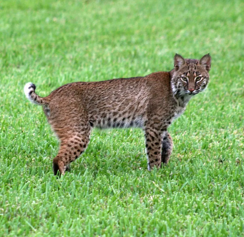 Bobcats Now Roaming Suburban Backyards (Image Credits: Flickr)