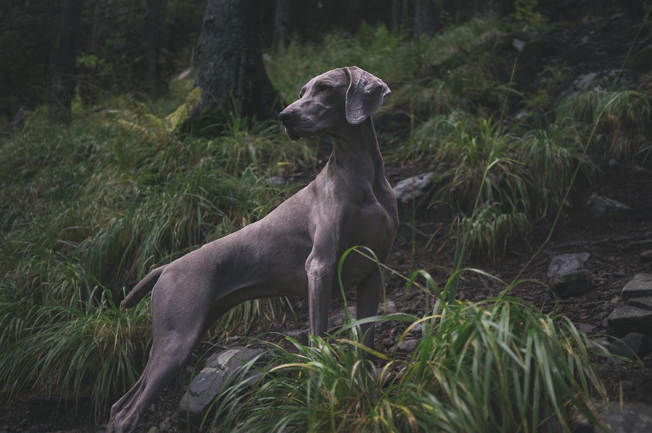 #16 - Weimaraner (Image Credits: Pixabay)