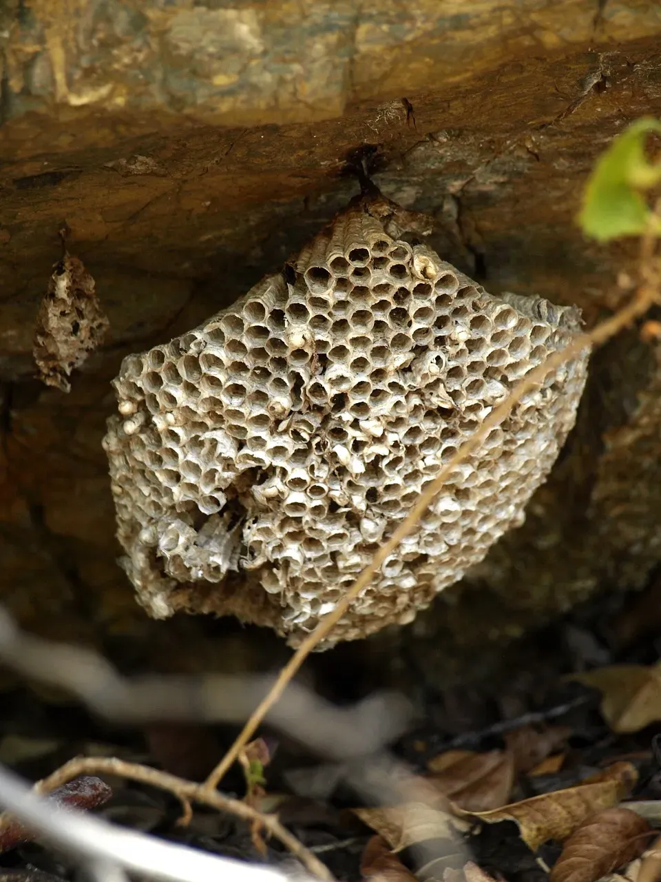 Beehive Architecture: Efficient Geometry from Nature (Image Credits: Pixabay)