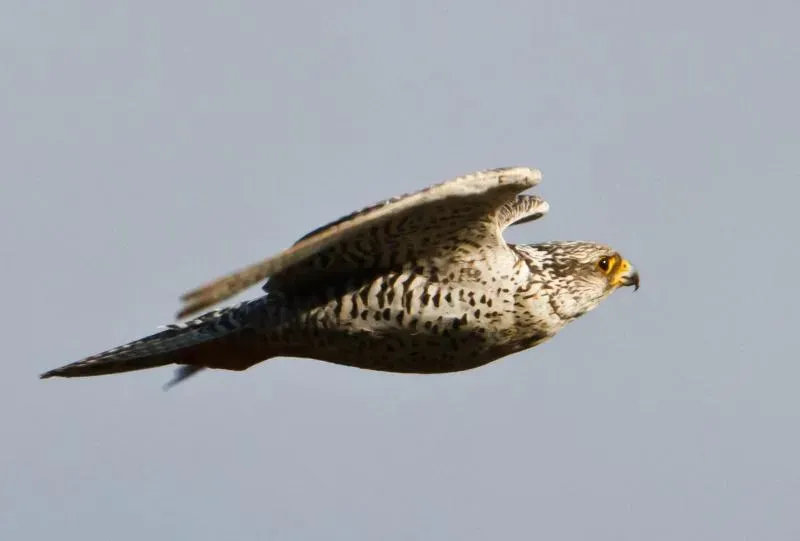 Built for the Brutal Arctic: Physical Adaptations That Defy Logic (Flickr: Gyr Falcon - Falco rusticolus - F&aacute;lki, CC BY 2.0)