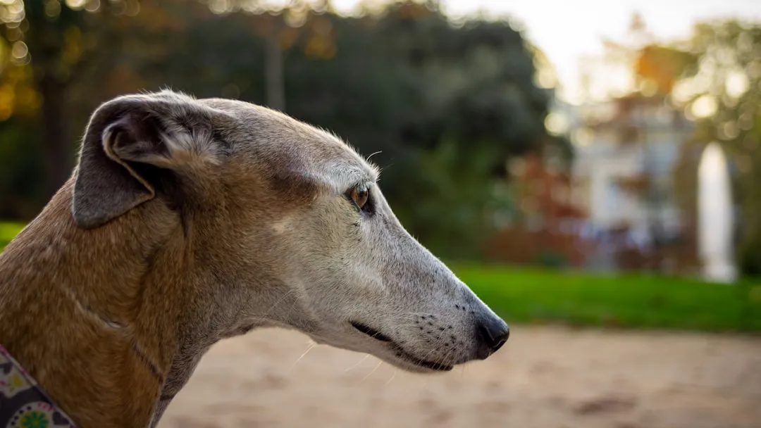 #3 - Greyhound: The "Giant Cat" That Outsmarts Studio Limits (Image Credits: Unsplash)