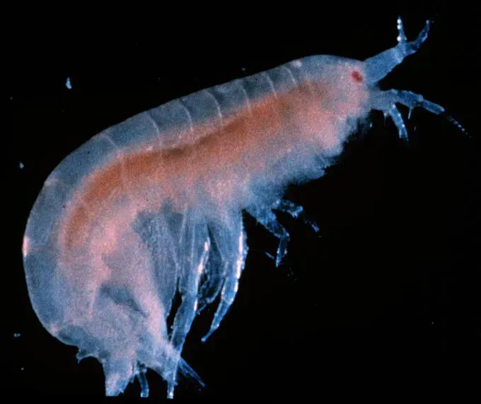 The Diporeia Amphipod: The Invisible Foundation of the Great Lakes Ecosystem (NOAA Great Lakes Environmental Research Laboratory, Flickr, CC BY-SA 2.0)