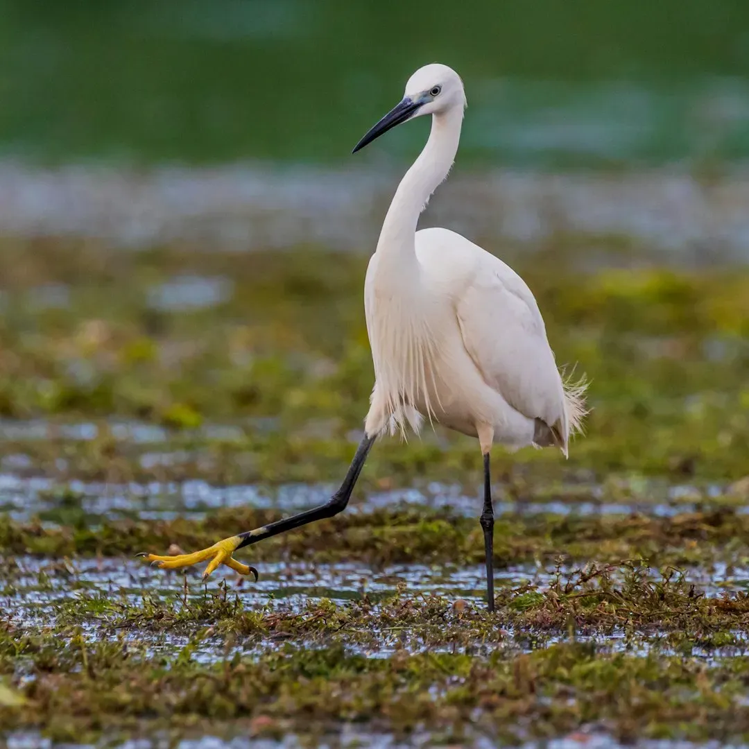 #7 Libra: The Egret (Image Credits: Unsplash)