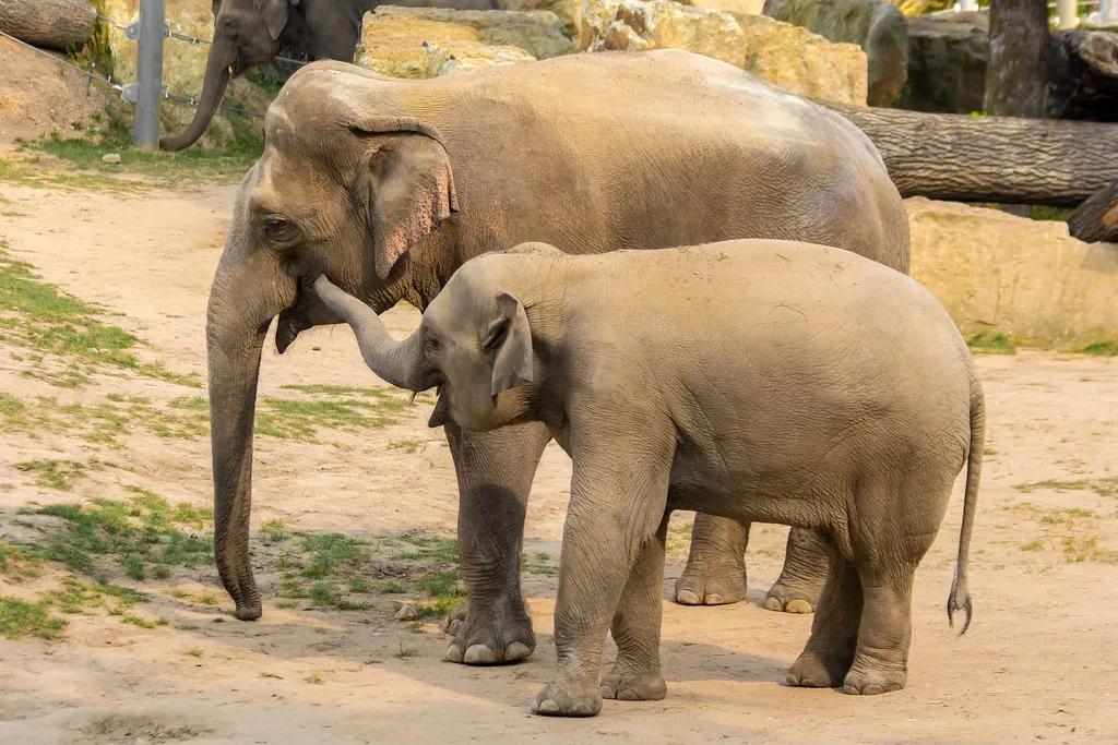 Elephants Communicate Through Infrasound Across Miles (Image Credits: Flickr)