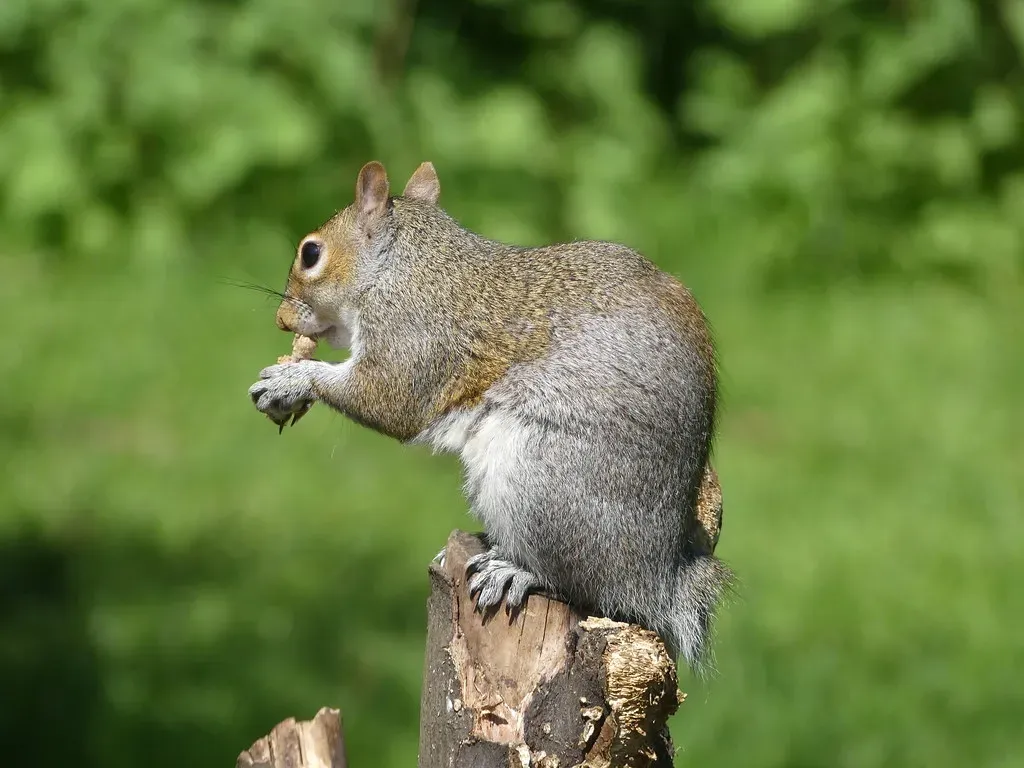 How to Read the Chase: What to Look For (ianpreston, Flickr, CC BY 2.0)