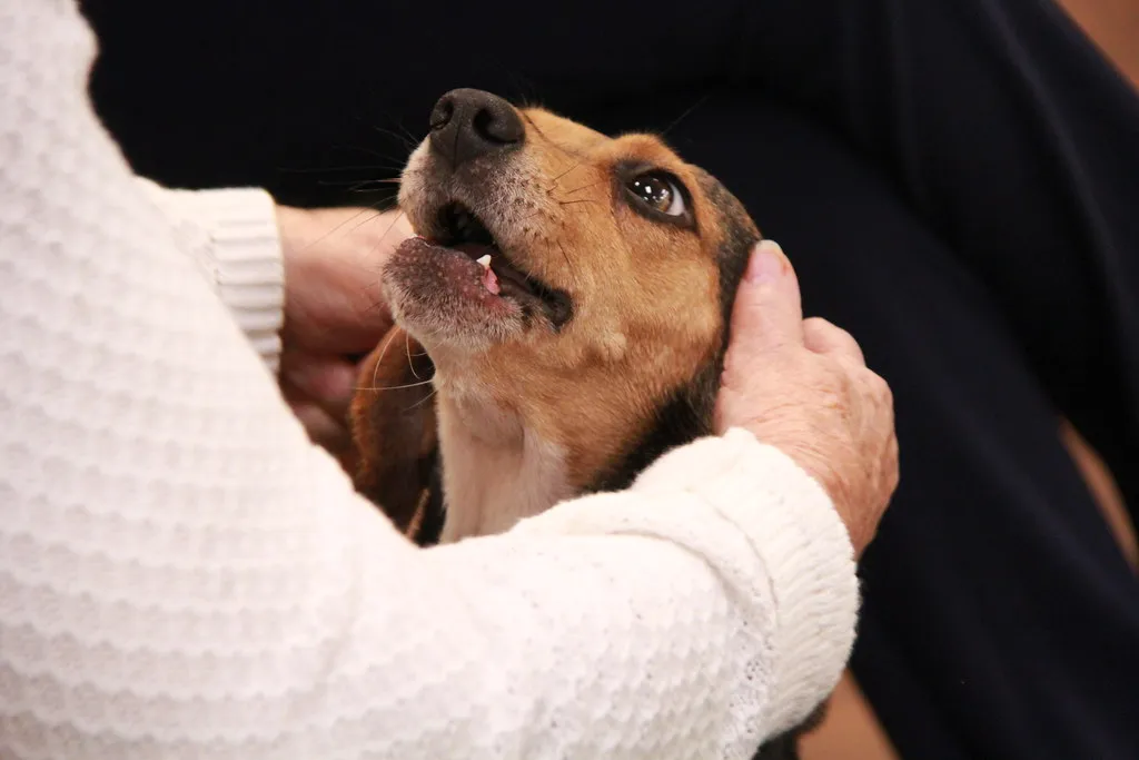 #34 - Senior Mixed-Breed Rescue: Temperament You Can Actually See (Gamma Man, Flickr, CC BY 2.0)