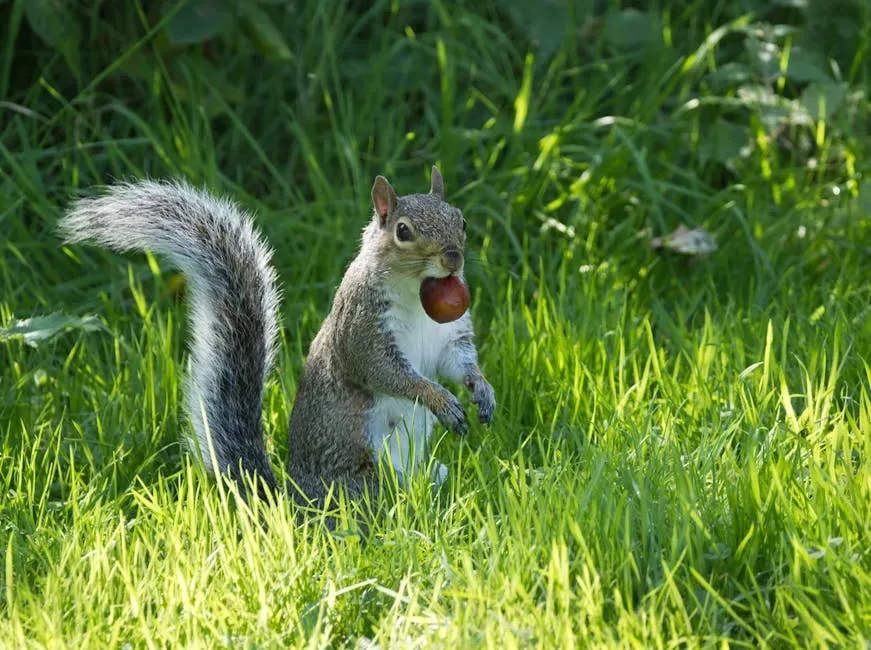 Why Your Yard Is Part of a Bigger Ecological Picture (Image Credits: Pexels)