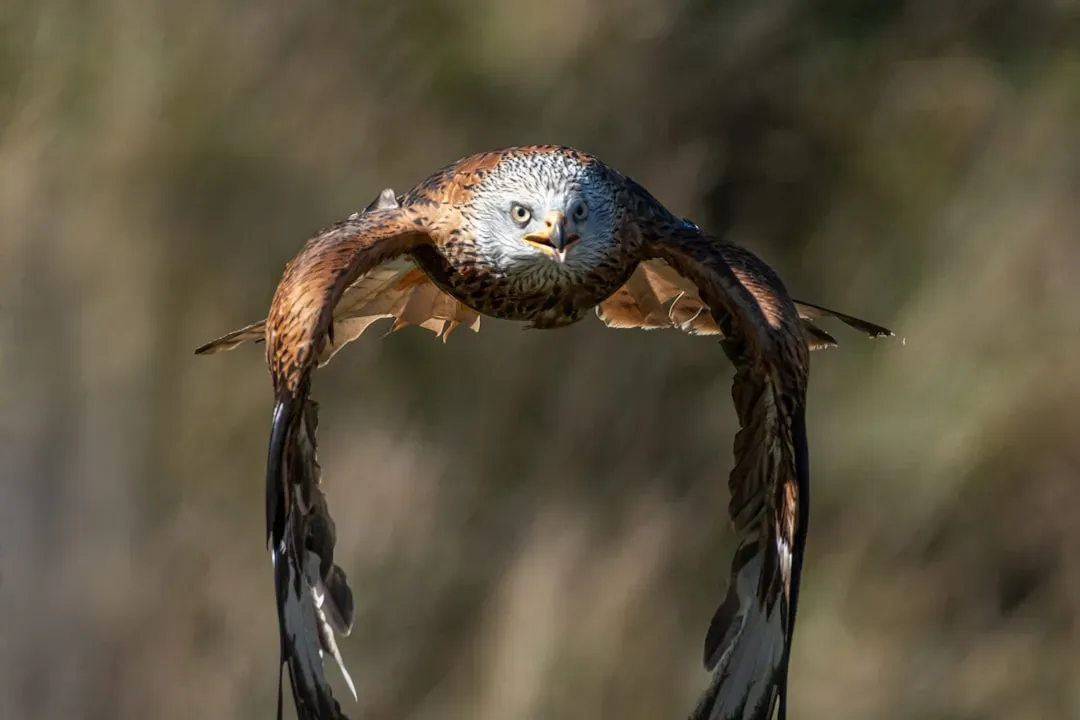8. Hawks Have a Behavior Called 
