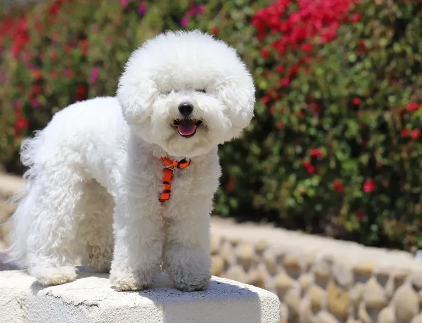 12 - Bichon Fris&eacute; (Image Credits: Pexels)