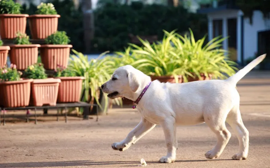 14. They Maintain Their Puppy Energy Well into Adulthood (Image Credits: Pexels)