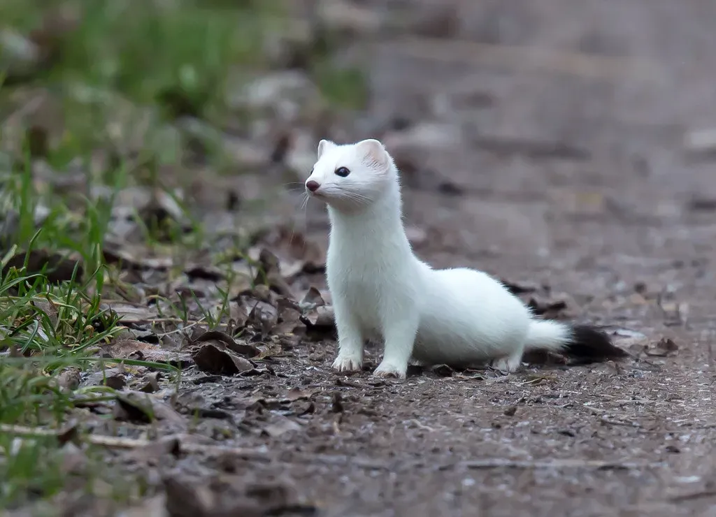 10. Stoats Turn From Chocolate Brown to Pure White Except Their Tail Tips (Image Credits: Flickr)