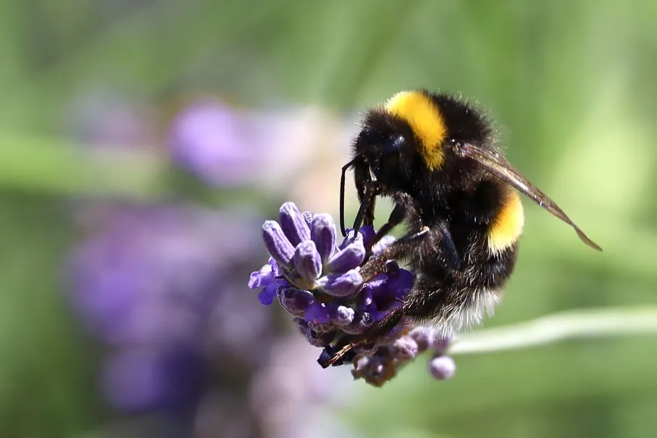 The Ball-Rolling Experiments That Changed How We See Bumblebees (Image Credits: Pexels)