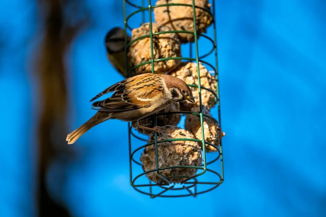 Feeding Sites Become Disease Hotbeds (Image Credits: Unsplash)