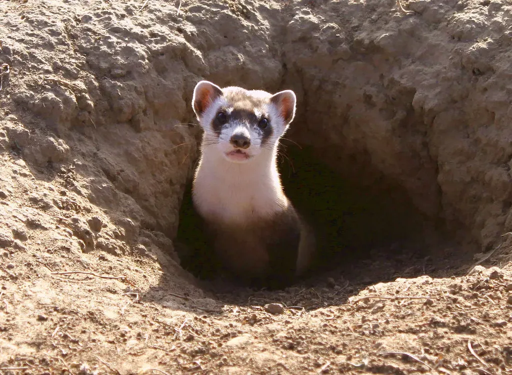 They Spend Roughly 90 Percent of Their Time Underground (Image Credits: Flickr)