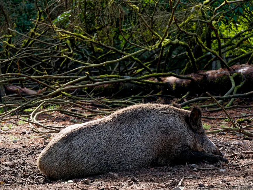 7. Never Handle Carcasses, Blood, or Contaminated Areas Carelessly (Image Credits: Pexels)
