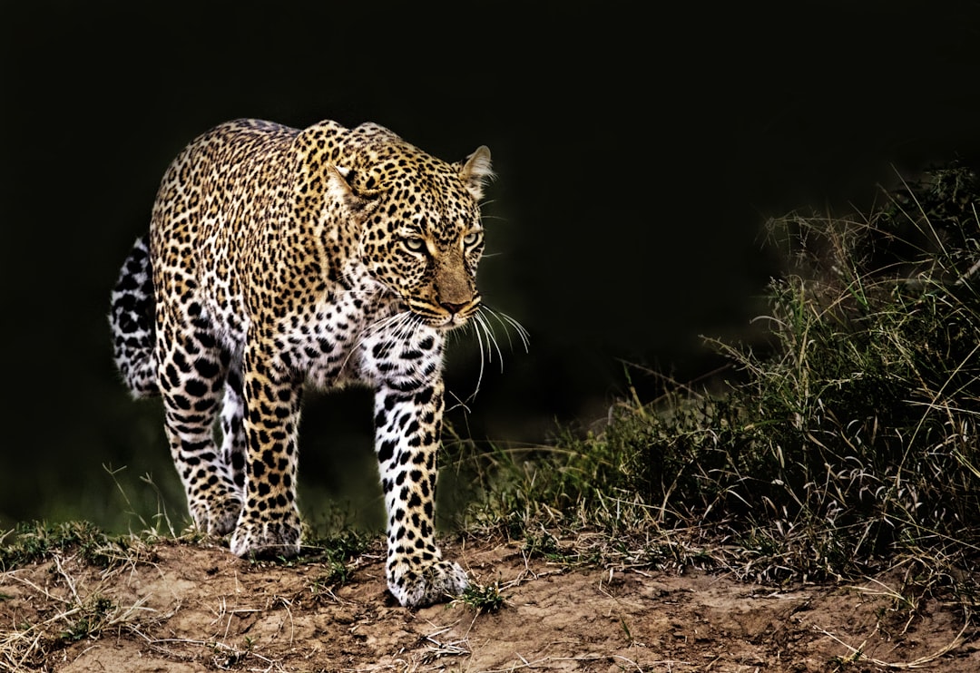 The Night Hunter's Silent Approach (Image Credits: Unsplash)