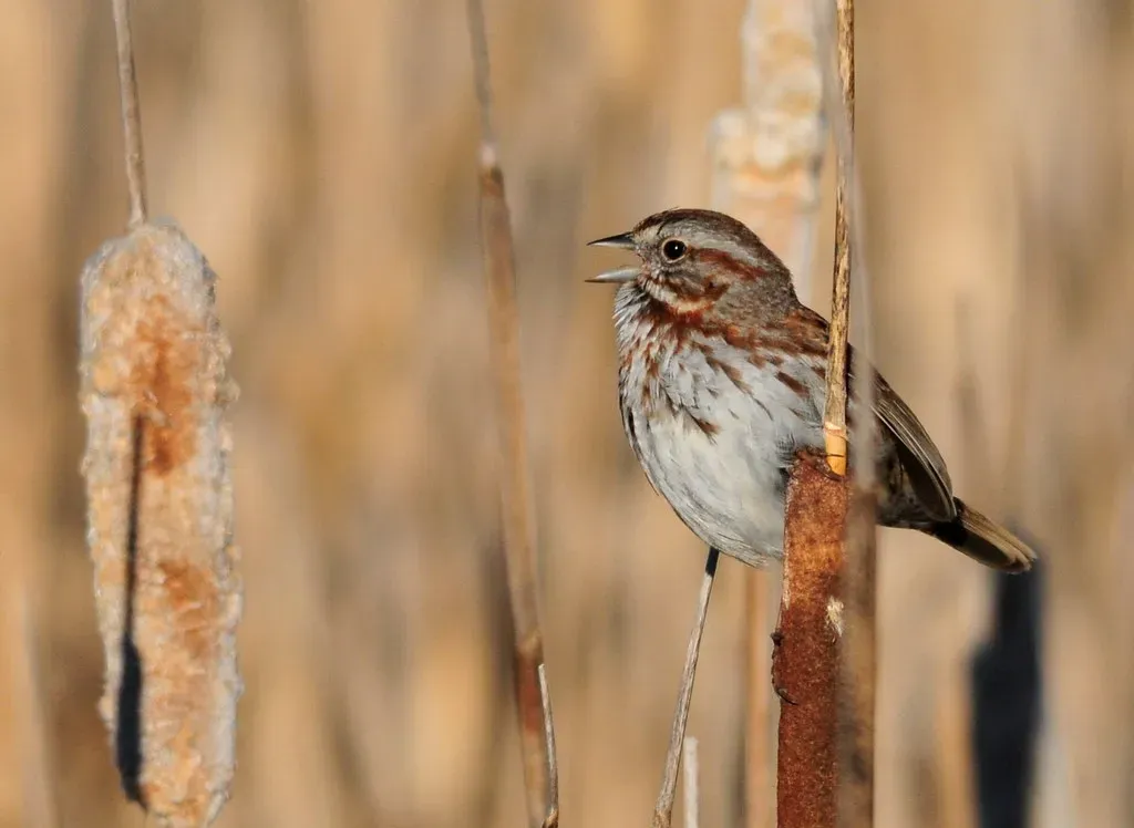 The Mating Game Heats Up (USFWS Mountain Prairie, Flickr, CC BY 2.0)