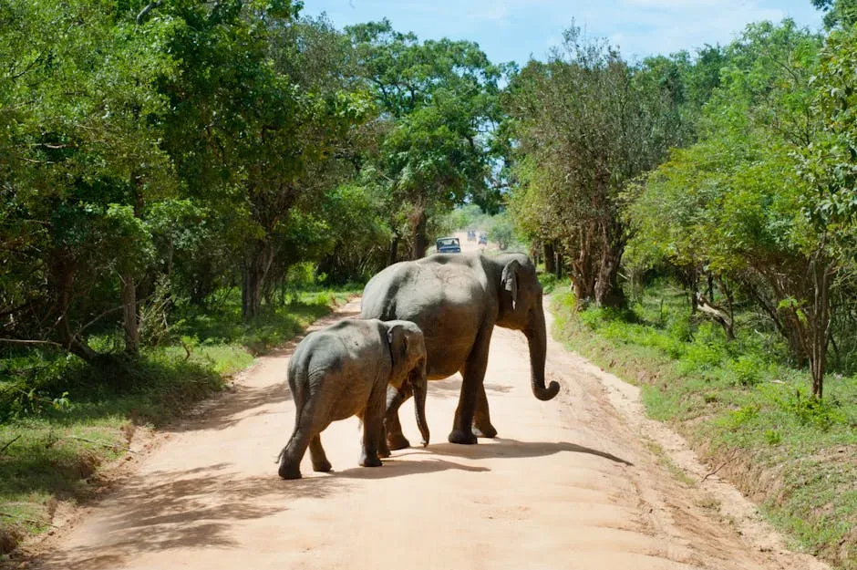 Habitat Connectivity Is Now Critical to Their Survival (Image Credits: Pexels)