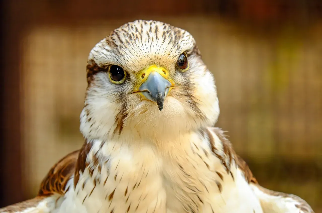 #7: The Falcon's Leadership Energy Across Fire Signs (Image Credits: Pixabay)