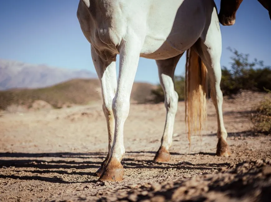 #14 - Heat, Swelling, and "Old Windpuffs" (Image Credits: Pexels)