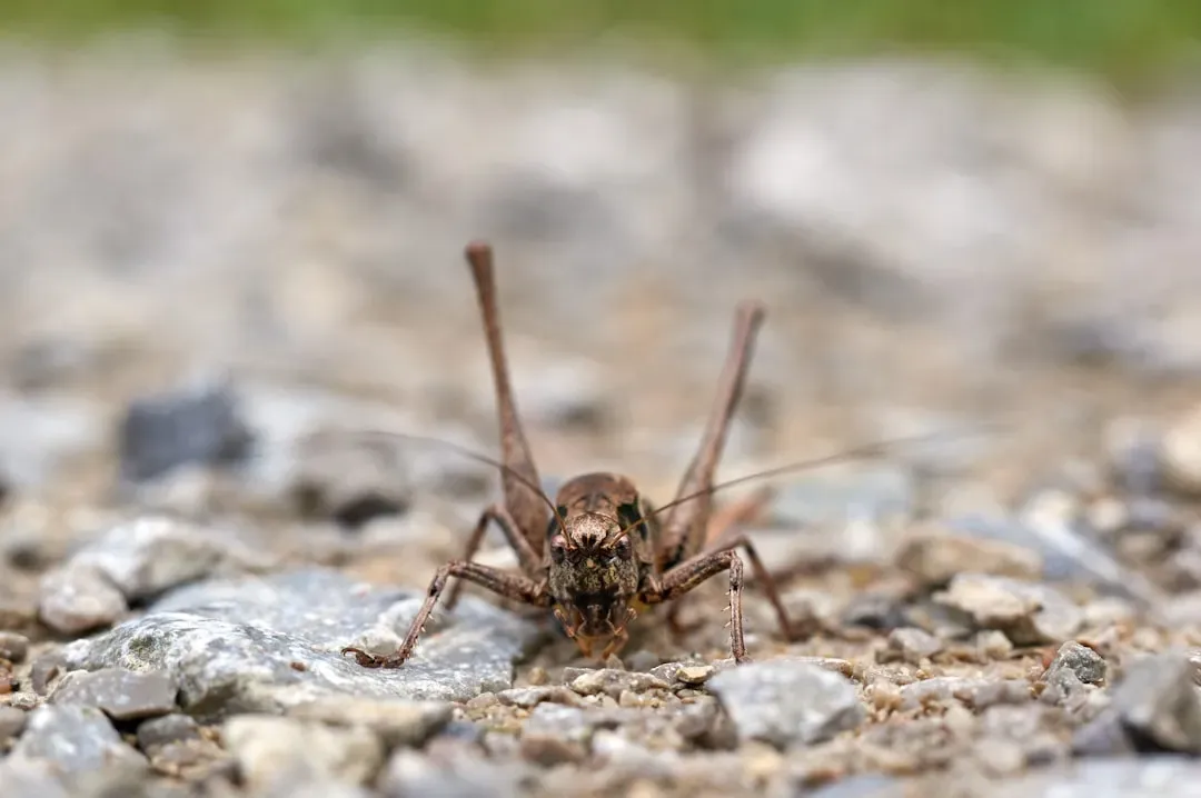 Natural Pest Control You Didn't Know You Had (Image Credits: Unsplash)