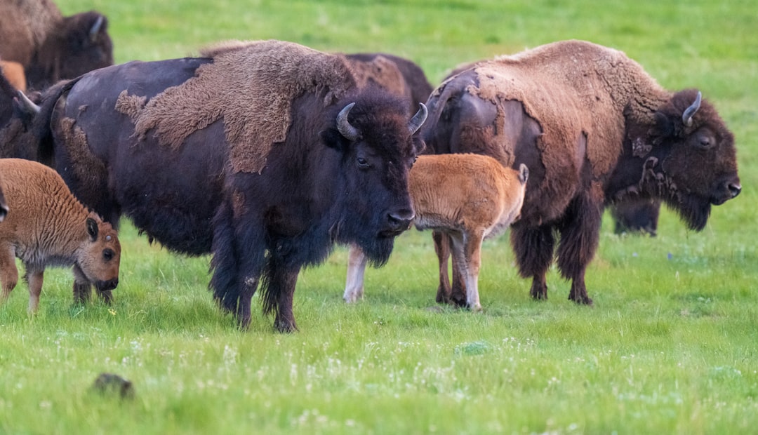 The Bison's Defensive Arsenal (Image Credits: Unsplash)
