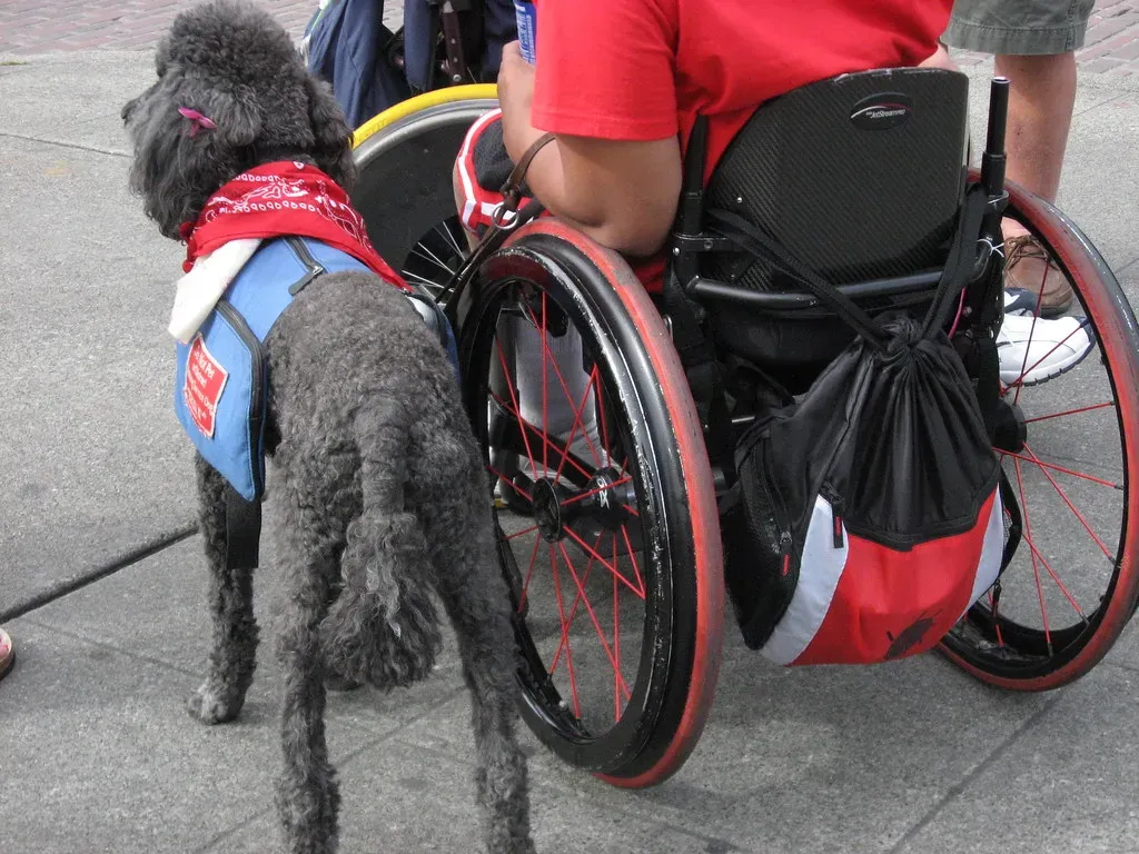 4. Standard Poodle: The Underestimated Genius (Lisa Norwood, Flickr, CC BY 2.0)