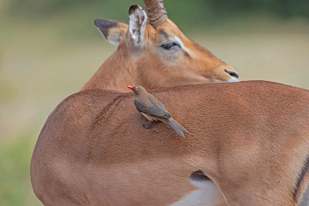 10. The Saiga Antelope - The Steppe's Strangest Survivor (Image Credits: Unsplash)