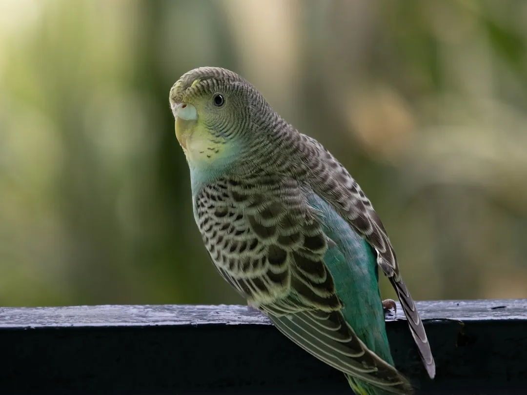 #3 Gemini – The Curious Mind That Clicks With a Talkative Budgie (Image Credits: Unsplash)