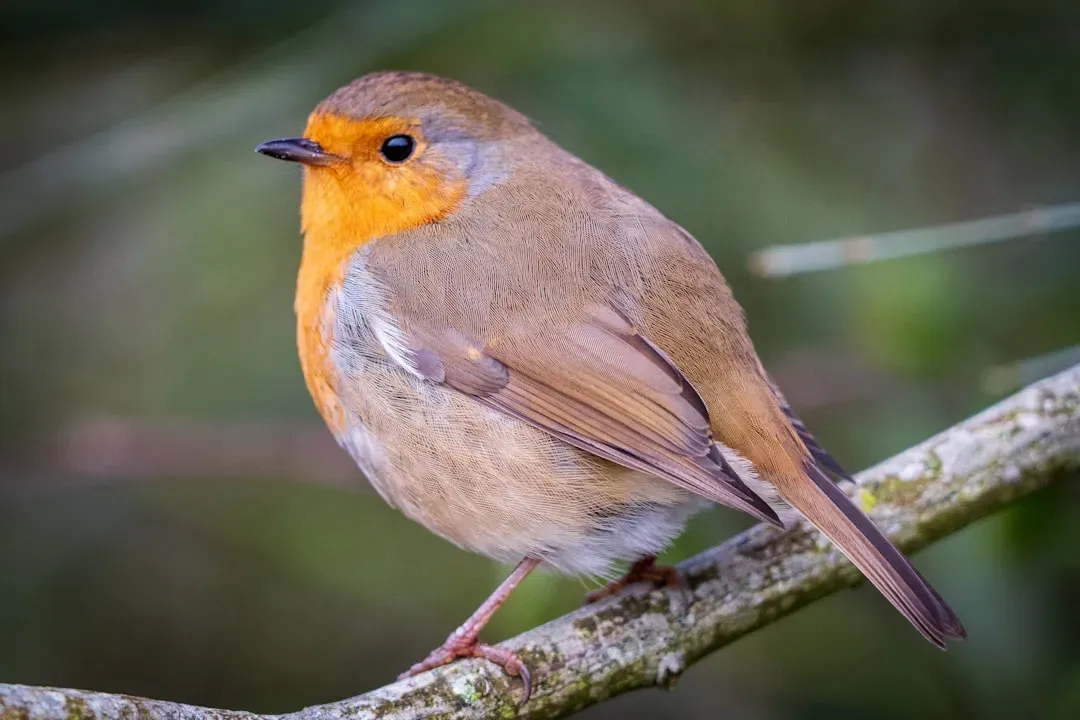 Winter Roosts Can Reach Staggering Numbers (Image Credits: Unsplash)