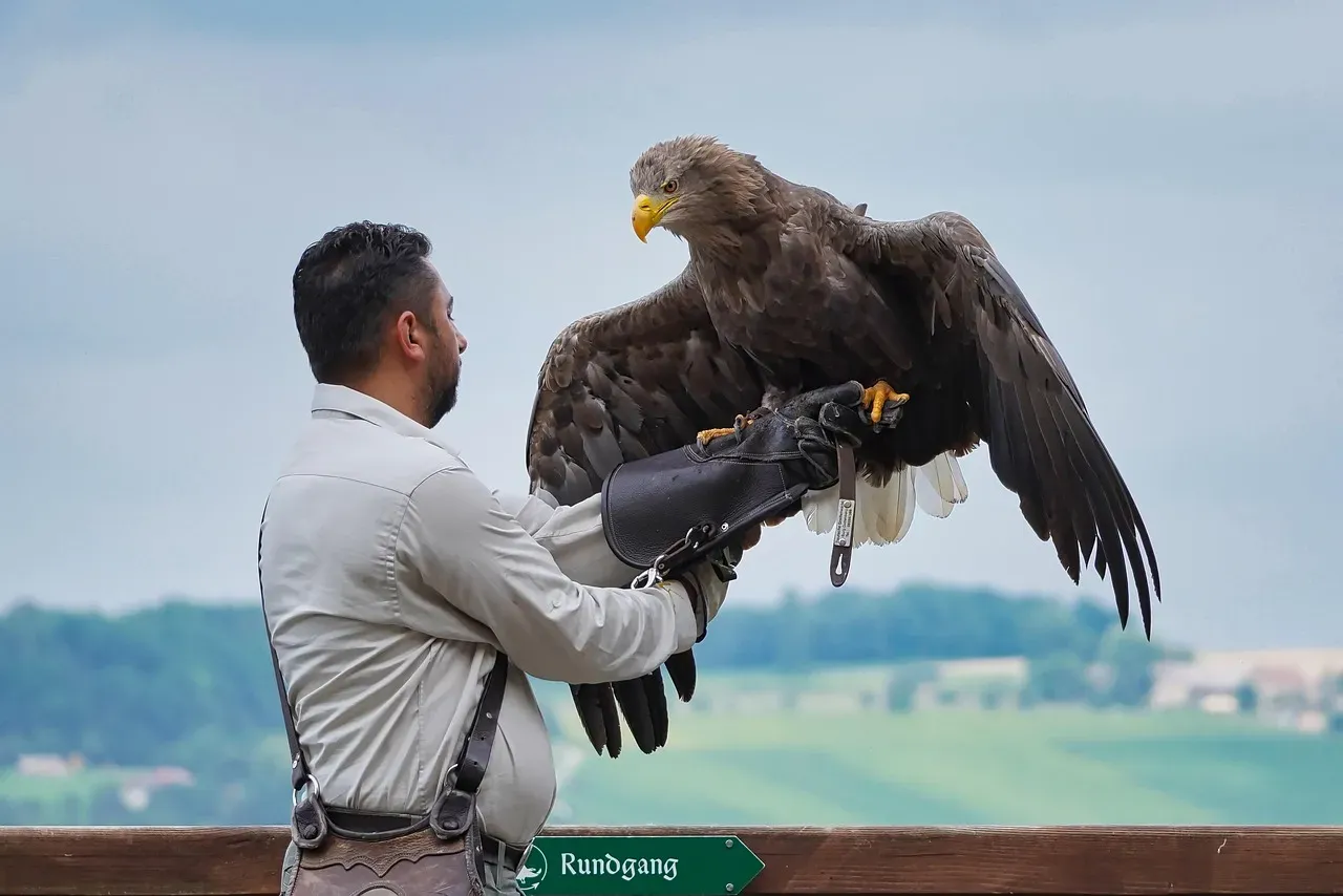 Sagittarius (November 22 – December 21): The Golden Eagle (Image Credits: Pixabay)