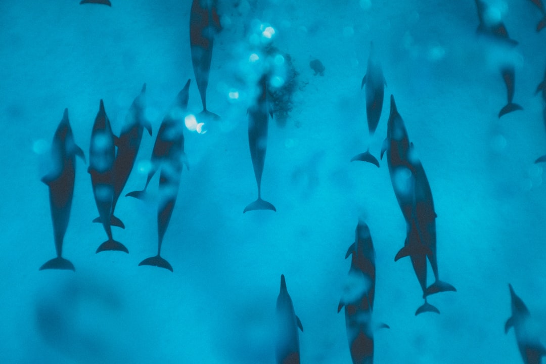 The Dolphin's Power of Numbers (Image Credits: Unsplash)
