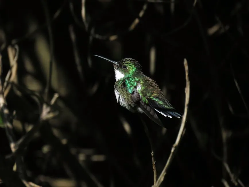 #1 - They Go Into a Nightly Mini-Hibernation That Looks Like Death (Image Credits: Pexels)