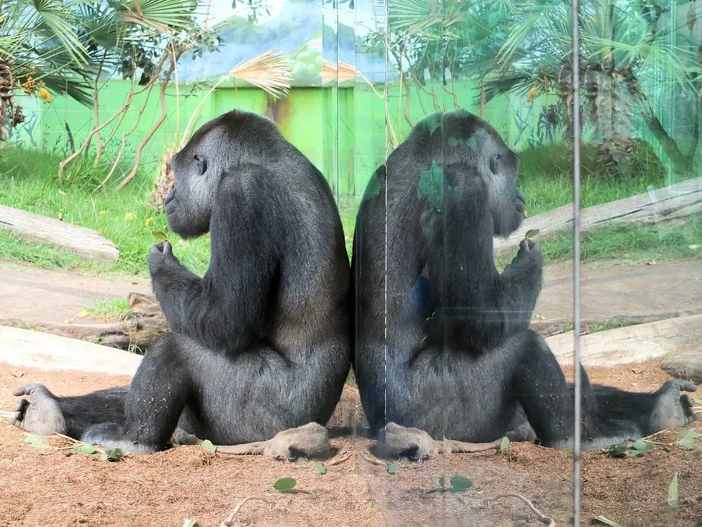 Gorillas: The Complicated Case (Keith Roper, Flickr, CC BY 2.0)