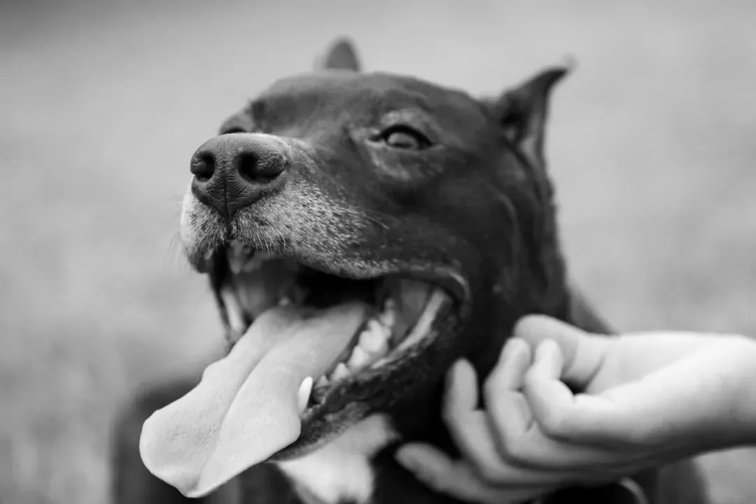 Myth 1: Pit Bulls Have Locking Jaws (Image Credits: Unsplash)