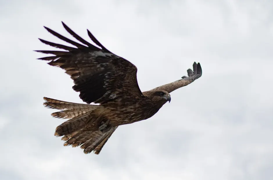 Aries (March 21 – April 19): The Hawk (Image Credits: Pexels)