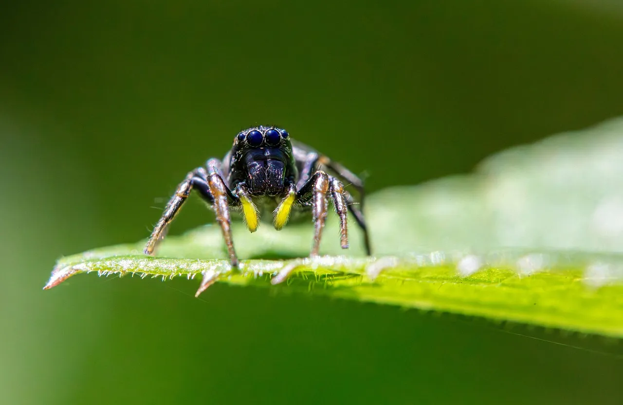 Conclusion: when a spider&rsquo;s jump changes how we see minds (Image Credits: Pixabay)