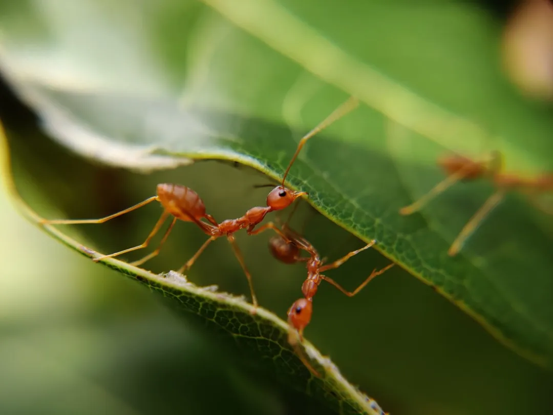 #6 Virgo: The Industrious Ant (Image Credits: Unsplash)