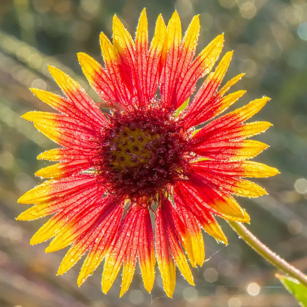 4. Blanket Flower (Gaillardia pulchella): The Heat-Proof Wildflower (Image Credits: Flickr)