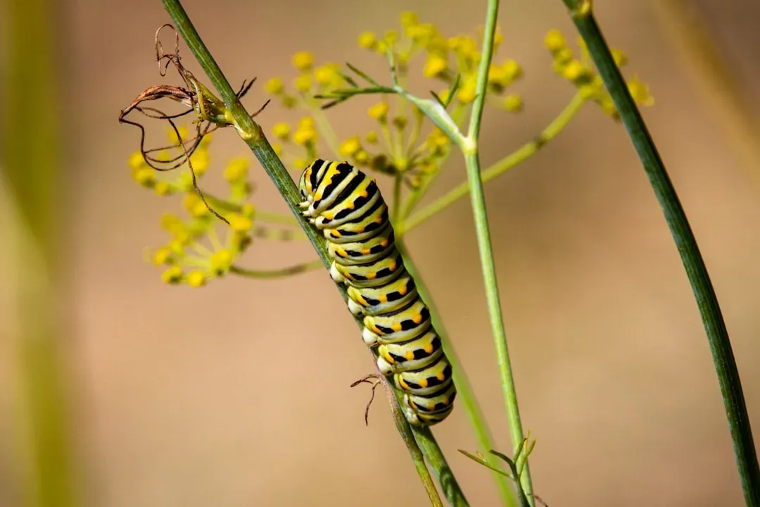 Step 4: Add Host Plants for Caterpillars (Image Credits: Unsplash)