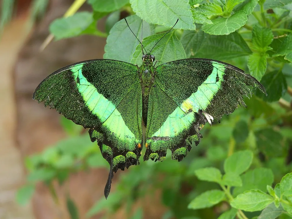 #6 Biodiversity in your yard extends further than butterflies alone (Dave Stokes, Flickr, CC BY 2.0)