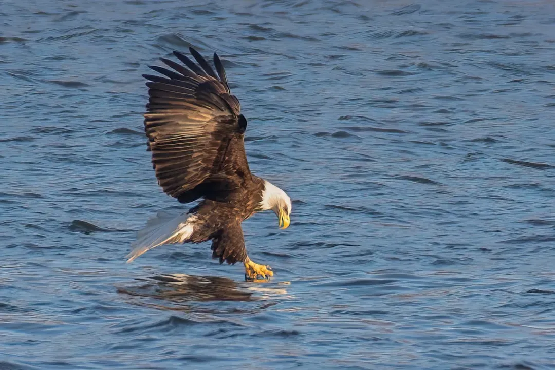 11. Bald Eagle: Majestic and Unmistakable (Image Credits: Unsplash)
