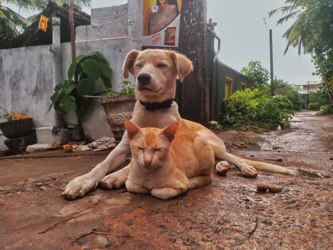 Shelter Pets Won't Bond With You Like a Puppy or Kitten Would (Image Credits: Unsplash)