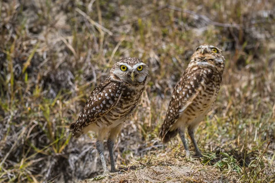 What Native Traditions Actually Say About Owls (Image Credits: Pexels)