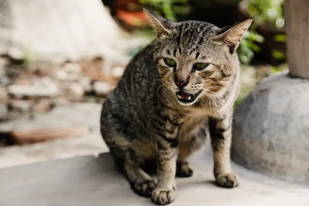 #2. Flattened Ears, Puffed Fur, and a Changed Body Posture (Image Credits: Unsplash)