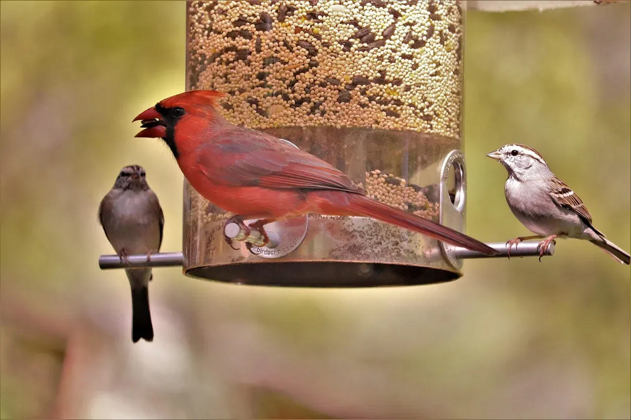 #1: They Suddenly Flood the Feeder (Image Credits: Pixabay)