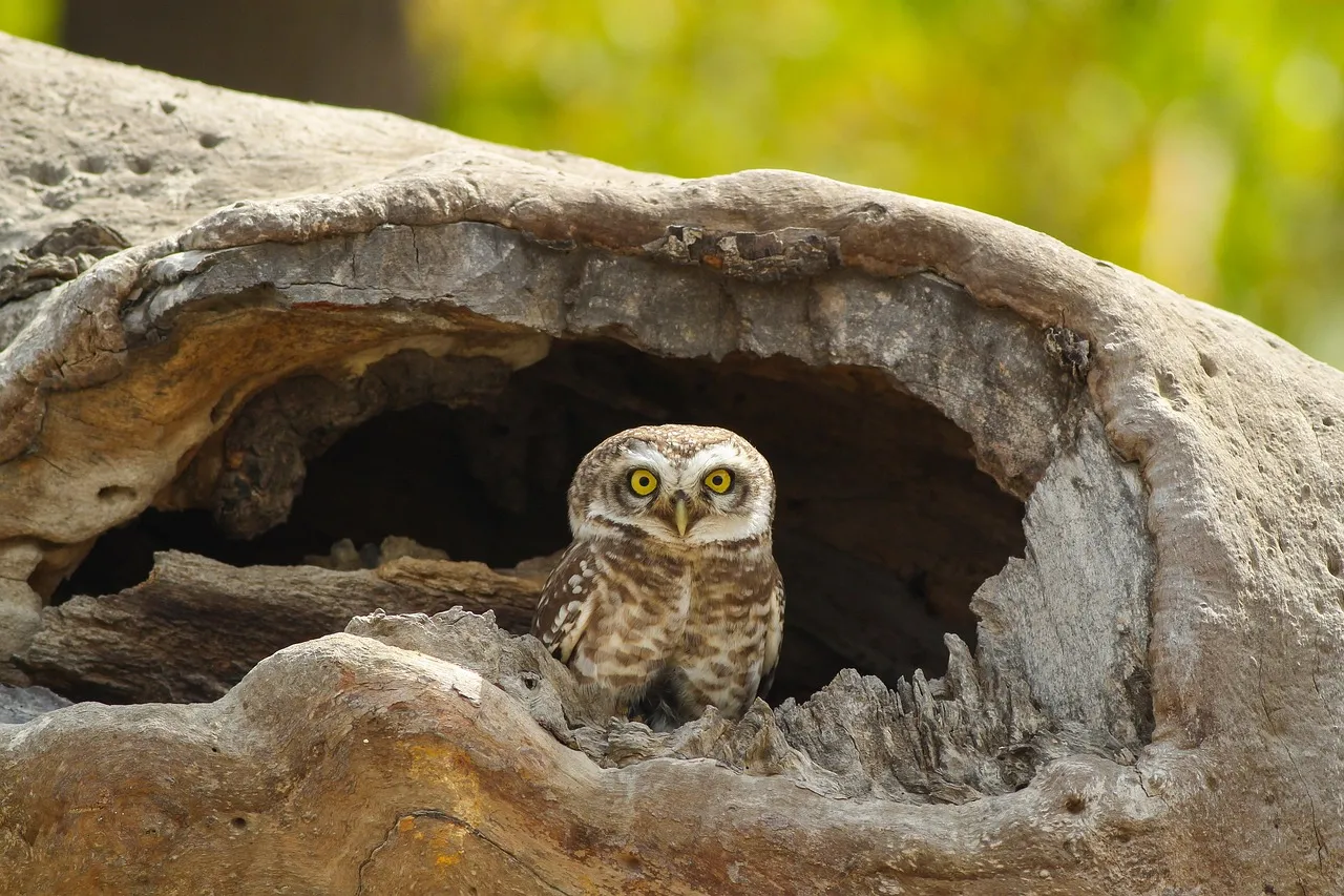 #1 Why Owls Love Trees That Look “Worthless” To Us (Image Credits: Pixabay)