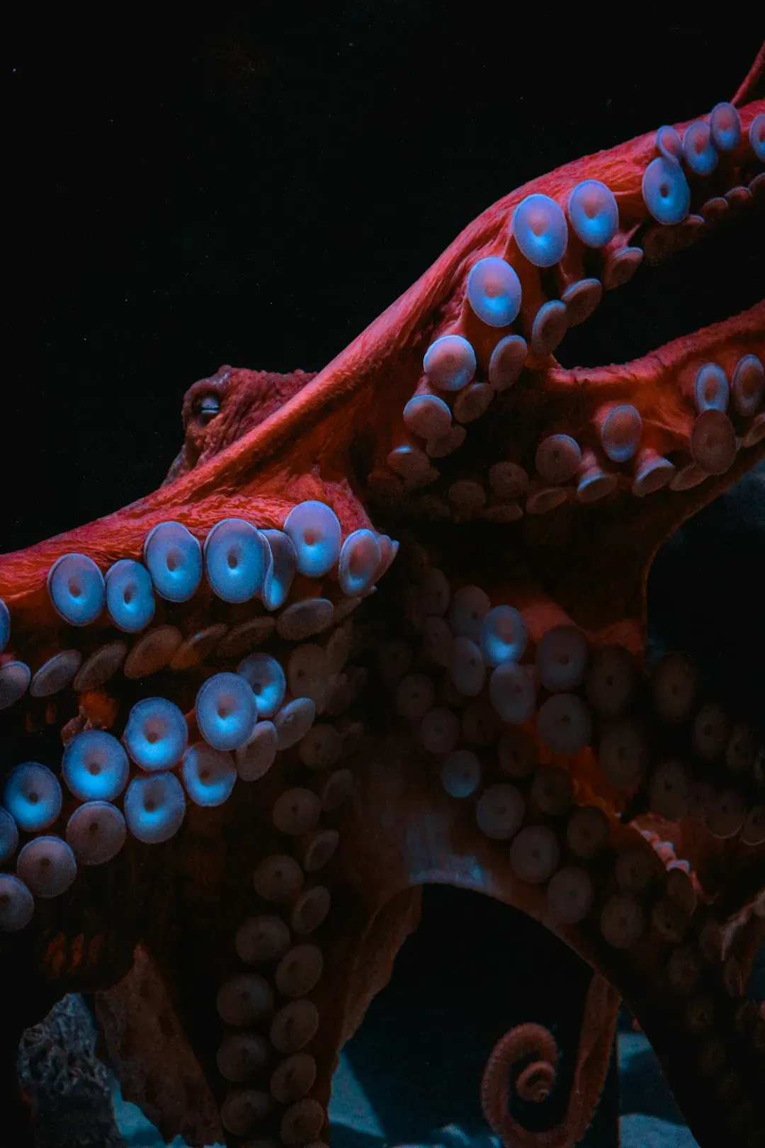 Their Blood Is Actually Blue Because of Copper (Image Credits: Unsplash)